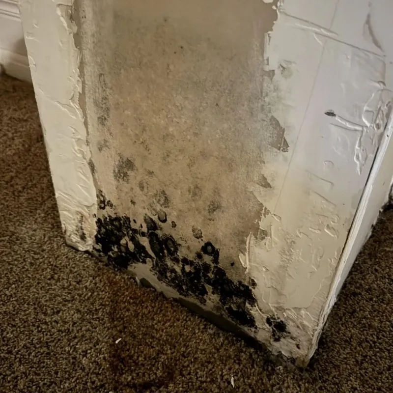 Professional Mold Removal in Sunman, IN